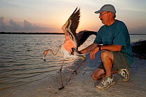 Caribbean flamingo (Phoenicopterus ruber) juvenile, tagged and released to the wild, captive, Ria Lagartos Biosphere Reserve, Yucatan Peninsula, Mexico, September