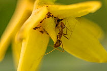 Crazy Yellow Ant (Anoplolepis gracilipes) in Red Mangrove (Rhizophora mangle) flower, invasive ant species, Magdalena Bay, Baja California, Mexico, February