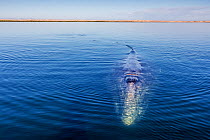 Grey whale (Eschrichtius robustus), Magdalena Bay, Baja California, Mexico, February