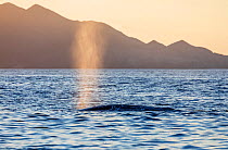 Grey whale (Eschrichtius robustus) blowing, Santa Margarita Island, Magdalena Bay, Baja California, Mexico, February