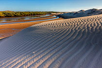 Sand dune and mangrove forest, Magdalena Bay, Baja California, Mexico, February
