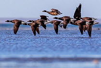Brent Goose (Branta bernicla) flying, San Ignacio Lagoon, El Vizcaino Biosphere Reserve, Baja California, Mexico, February