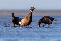 Brent Goose (Branta bernicla), San Ignacio Lagoon, El Vizcaino Biosphere Reserve, Baja California, Mexico, February