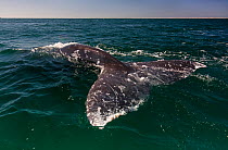 Grey whale (Eschrichtius robustus) tail, San Ignacio Lagoon, El Vizcaino Biosphere Reserve, Baja California, Mexico, February