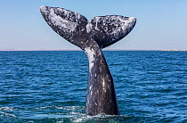 Grey whale (Eschrichtius robustus) tail, San Ignacio Lagoon, El Vizcaino Biosphere Reserve, Baja California, Mexico, March