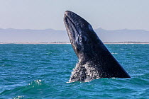 Grey whale (Eschrichtius robustus) breaching, San Ignacio Lagoon, El Vizcaino Biosphere Reserve, Baja California, Mexico, March