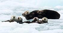 Sea otters (Enhydra lutris) resting on ice, Alaska, USA, June