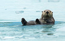 Sea otter (Enhydra lutris) resting on sea ice, Alaska, USA, June