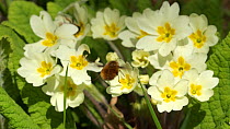 Slow motion clip of a Dark edged bee fly (Bombylius major) nectaring from a Primrose flower (Primula vulgaris), Carmarthenshire, Wales, UK, May.