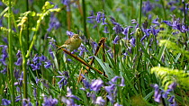 Slow motion clip of a Willow warbler (Phylloscopus trochilus) entering nest site amongst Bluebells (Hyacinthoides non-scripta), Carmarthenshire, Wales, UK, May.