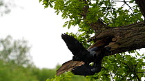 Slow motion clip of two pairs of Jackdaws (Corvus monedula) squabbling over nest site, Worcestershire, England, UK, May.