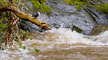White throated dipper (Cinclus cinclus) preening on a dead branch above a river in spate, Carmarthenshire, Wales, UK, May.