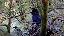 Common raven (Corvus corax) fledglings about to leave nest in fir tree, Carmarthenshire, Wales, UK, May.
