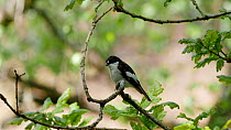 Male European pied flycatcher (Ficedula hypoleuca) perching in oak tree before flying out of frame, Carmarthenshire, Wales, UK, May.