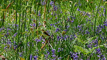 Willow warbler (Phylloscopus trochilus) approaching nest site in Bluebells (Hyacinthoides non-scripta), Carmarthenshire, Wales, UK, May.