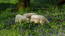 Welsh mountain sheep (Ovis aries) grazing amongst Bluebells (Hyacinthoides non-scripta), Carmarthenshire, Wales, UK, May.