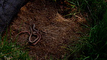 Pair of Slow worms (Anguis fragilis) exposed when roofing felt is lifted, Carmarthenshire, Wales, UK, May.