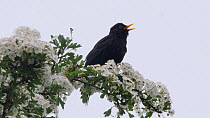 Male Blackbird (Turdus merula) singing, perched in a flowering Hawthorn tree (Crataegus), Gloucestershire, England, UK, June.
