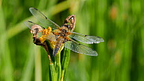 Female Four-spotted chaser (Libellula quadrimaculata) landing and taking off from a  Yellow iris (Iris pseudacorus) flower, Norfolk, England, UK, June.