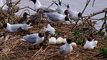 Colony of Black-headed gulls (Chroicocephalus ridibundus) on a small island, with chicks, Norfolk, England, UK, June.
