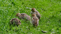 Common pheasant (Phasianus colchicus) chicks preening and foraging in long grass, Norfolk, England, UK, June.