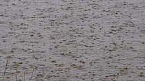Heavy rain falling on lake, Lincolnshire, England, UK, June.