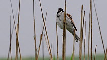 Male Reed bunting (Emberiza schoeniclus) preening, perched on reeds, Lincolnshire, England, UK, June.