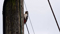 Male Great spotted woodpecker (Dendrocopos major) drumming on an electricty pole, Carmarthenshire, Wales, UK, June.