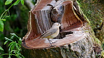 Female Common redstart (Phoenicurus phoenicurus) arriving at nest hole with food for her chicks, Carmarthenshire, Wales, UK, June.