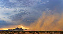 Dust and sand storm sweeping across Sonoran Desert at sunset to Picacho Peak, Picacho Peak State Park, Arizona, USA. August, 2018.