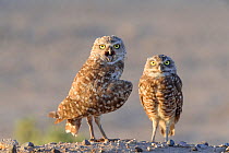 Burrowing owl (Athene cunicularia), two looking at camera in afternoon light. Marana, Pima County, Arizona, USA.