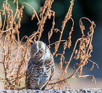 Burrowing owl (Athene cunicularia) with head rotated by 90 degrees. Marana, Pima County, Arizona, USA.