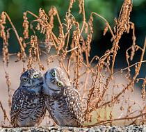 Burrowing owl (Athene cunicularia), two huddled together. Marana, Pima County, Arizona, USA.