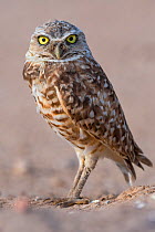 Burrowing owl (Athene cunicularia) portrait. Marana, Pima County, Arizona, USA.