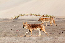 Coyotes (Canis latrans) against sand dunes, Bahia Magdalena, Baja California Peninsula, Mexico, June