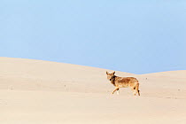 Coyote (Canis latrans) on sand dune, Bahia Magdalena, Baja California Peninsula, Mexico, June