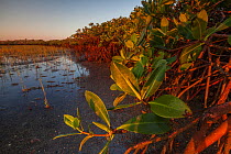 Red mangrove (Rhizophora mangle), Bahia Magdalena, Baja California Peninsula, Mexico, June