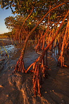 Red Mangrove (Rhizophora mangle) at low tide, Bahia Magdalena, Baja California Peninsula, Mexico, June