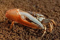 Princely Fiddler Crab (Uca princeps), Bahia Magdalena, Baja California Peninsula, Mexico, June