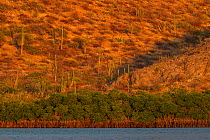 Red Mangrove (Rhizophora mangle) forest and desert, Balandra Reserve near La Paz, Sea of Cortez (Gulf of California), Baja California, Mexico, February