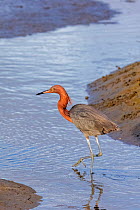 Reddish egret (Egretta rufescens) fishing, Guerrero Negro, El Vizcaino Biosphere Reserve, Baja California, Mexico, March