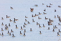 Brent Goose (Branta bernicla) flock swimming, Guerrero Negro, El Vizcaino Biosphere Reserve, Baja California, Mexico, March