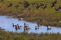 Brent Goose (Branta bernicla) flock taking off, Guerrero Negro, El Vizcaino Biosphere Reserve, Baja California, Mexico, March