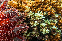 Crown of thorns seastar (Acanthaster planci) eating coral, Espiritu Santo National Park, Sea of Cortez (Gulf of California), Mexico, February