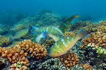 Bluechin parrotfish (Scarus ghobban) juvenile group, Espiritu Santo National Park, Sea of Cortez (Gulf of California), Mexico, February