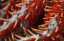 Crown of Thorns seastar (Acanthaster planci) detail, Espiritu Santo National Park, Sea of Cortez (Gulf of California), Mexico, February