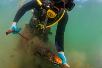 Diver Ramon Aguilar Villavicencio collecting Pen Shell Clam (Atrina maura), San Ignacio Lagoon, El Vizcaino Biosphere Reserve, Baja California, Mexico, March