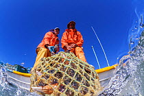 Fisherman collecting Pen Shell Clam (Atrina maura), San Ignacio Lagoon, El Vizcaino Biosphere Reserve, Baja California, Mexico, March