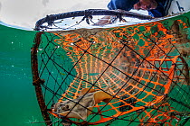 Crab trap with Cortez Stingray (Urobatis maculatus), Magdalena Bay, Baja California, Mexico, February