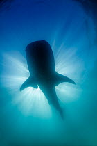 whale Shark (Rhincodon typus), IUCN Redlist Endangered, La Paz, Sea of Cortez (Gulf of California), Baja California, Mexico, February